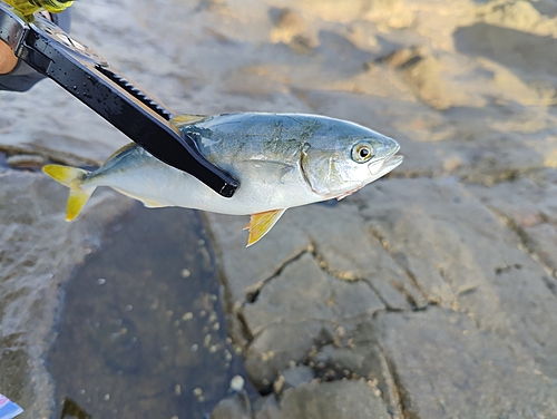 ワカシの釣果