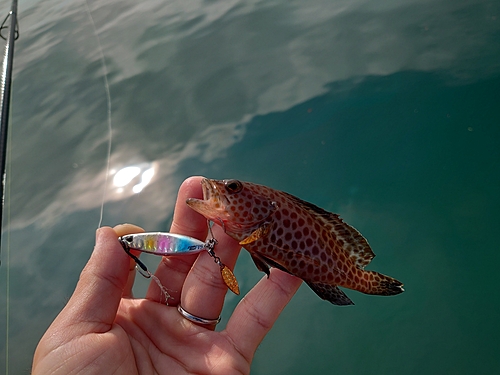 オオモンハタの釣果