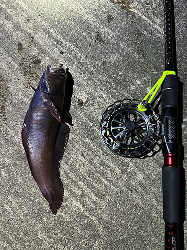 ドンコの釣果