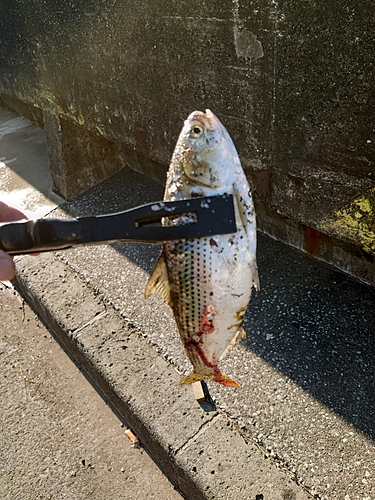 コノシロの釣果