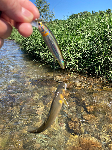 アユの釣果