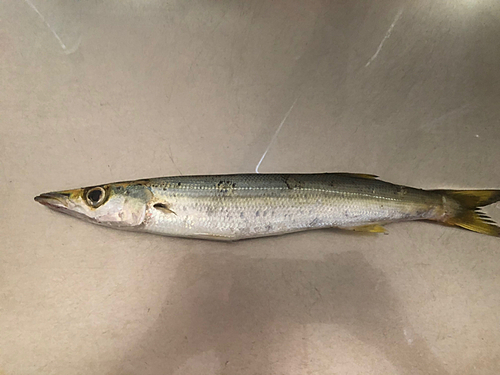 カマスの釣果