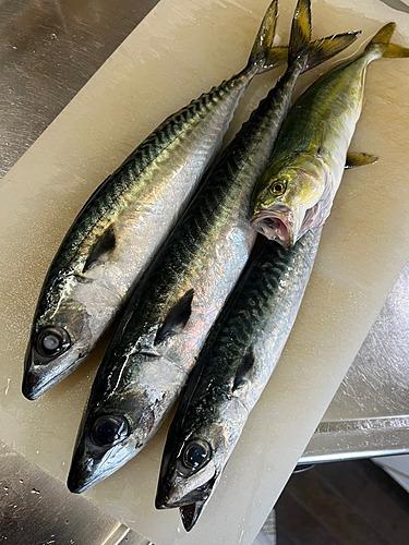 サバの釣果