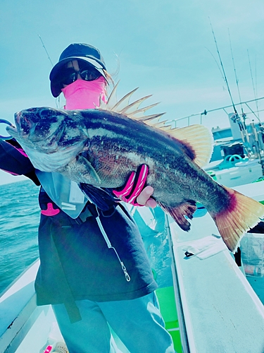 イシナギの釣果