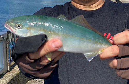 ツバスの釣果