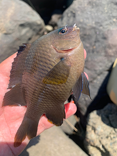 スズメダイの釣果