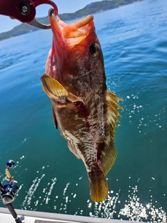 アコウの釣果