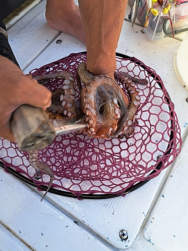 タコの釣果