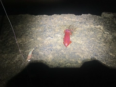 ケンサキイカの釣果