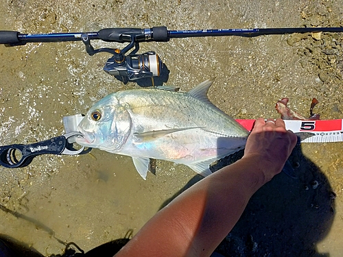 オニヒラアジの釣果