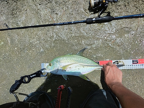 オニヒラアジの釣果