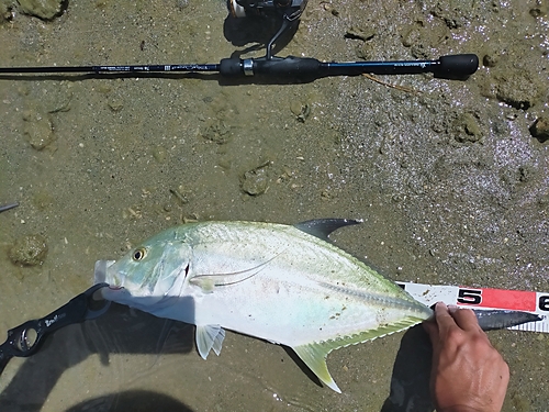 オニヒラアジの釣果