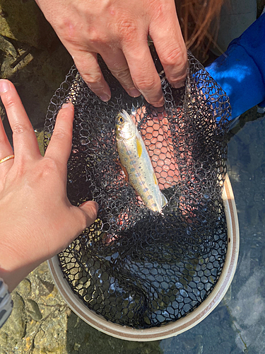 ヤマメの釣果