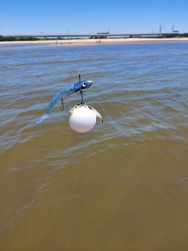 フグの釣果