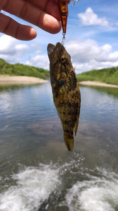 オヤニラミの釣果