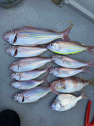 イトヨリダイの釣果