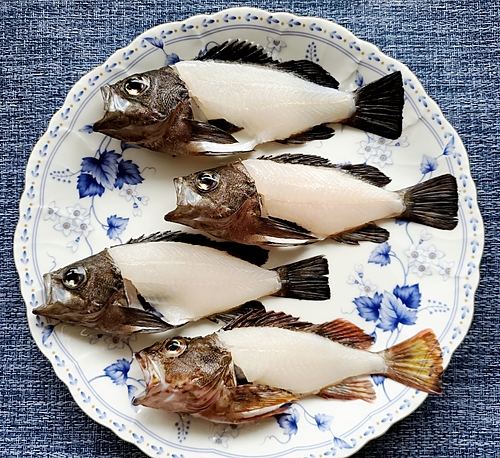 メバルの釣果