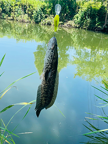 ライギョの釣果