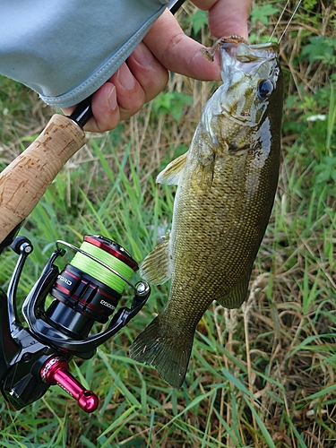 スモールマウスバスの釣果