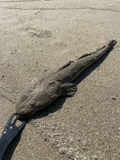 マゴチの釣果