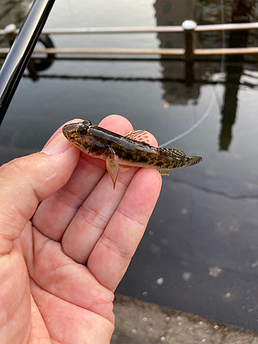 マハゼの釣果