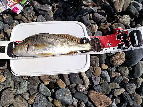 イシモチの釣果