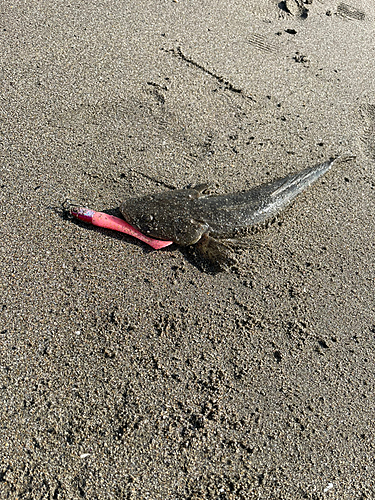 マゴチの釣果