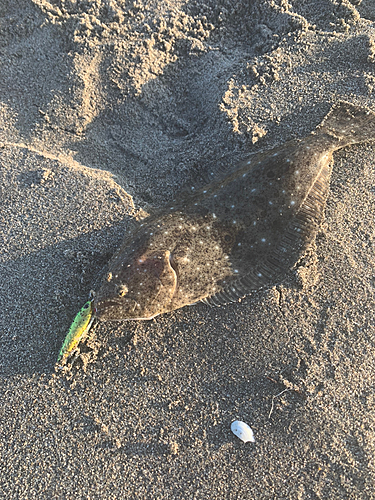 ヒラメの釣果