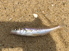 キスの釣果