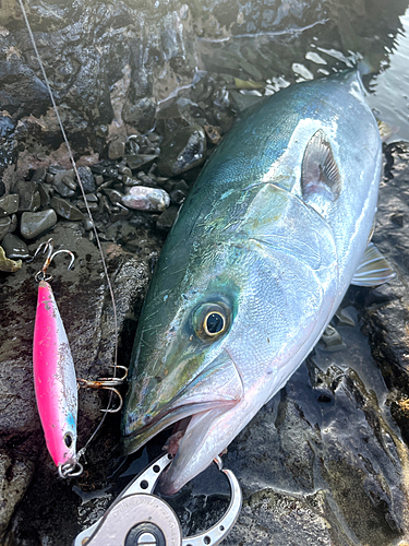 ワラサの釣果