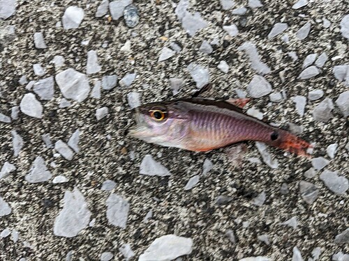 ネンブツダイの釣果