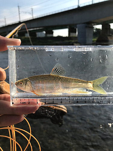 オイカワの釣果