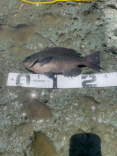 メジナの釣果