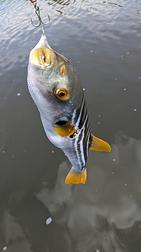 シマフグの釣果