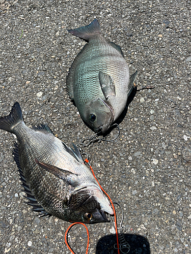 メジナの釣果