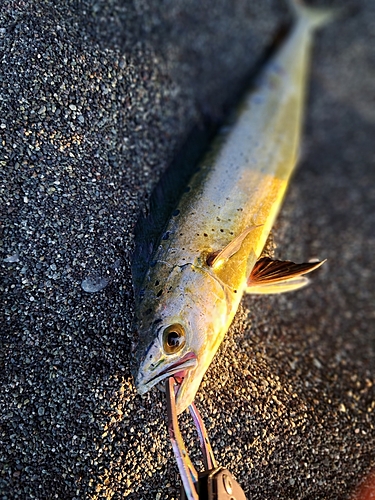 シイラの釣果