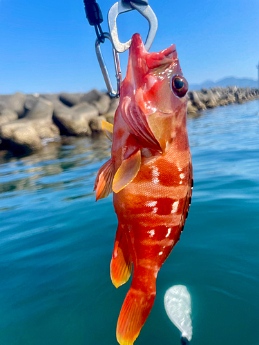 アカハタの釣果