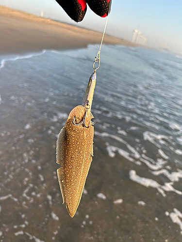 シタビラメの釣果