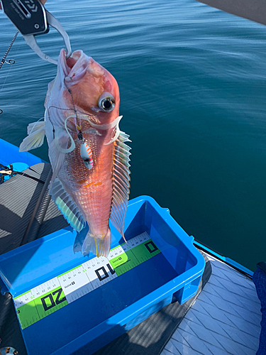 アマダイの釣果