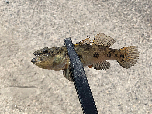 ウロハゼの釣果