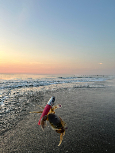 ヒラツメガニの釣果