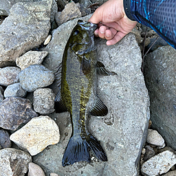 玄人ではないの釣果