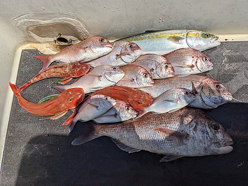 マダイの釣果