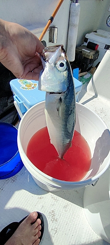 マサバの釣果