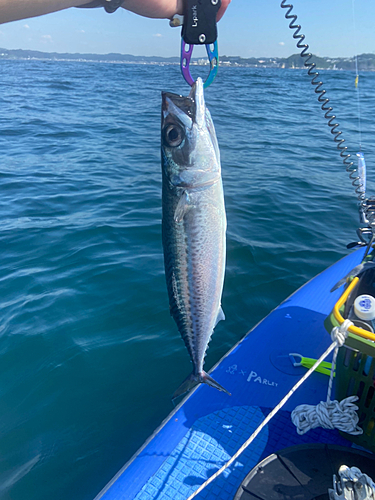 サバの釣果