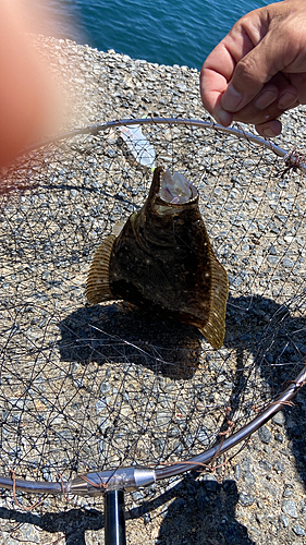 ヒラメの釣果