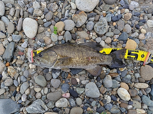 スモールマウスバスの釣果