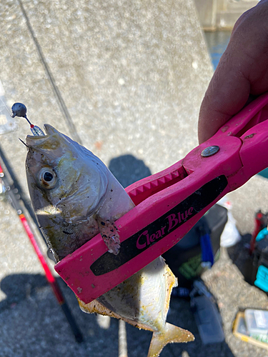 ショゴの釣果