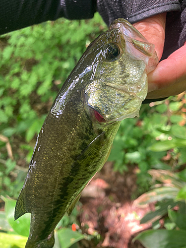 ラージマウスバスの釣果