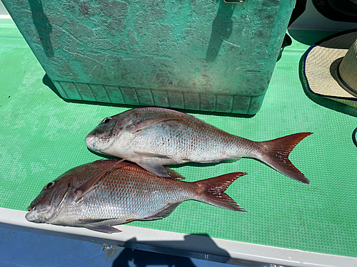 タイの釣果